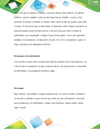 Existen dos tipos de deshoje: el sanitario, que busca eliminar hojas enfermas por sigatoka,
dobladas o que han cumplido el ciclo de vida (hojas bajeras, amarillas o secas); y el de
protección de racimos, consistente en eliminar hojas o parte de ellas que puedan causar daño
al racimo. El corte de las hojas se debe realizar de abajo hacia arriba, teniendo precaución de
dejar una pequeña porción del falso peciolo o vena de la hoja para evitar la entrada de
enfermedades por el pseudotallo o vástago; al pasar de una planta a otra es muy importante
desinfectar las herramientas con hipoclorito de sodio al 2 o 3 %2, especialmente cuando se
tenga la presencia de la enfermedad del Moko.
Desguasque o descalcetamiento
Con esta labor se busca retirar de abajo hacia arriba las calcetas3 secas o descompuestas, con
el fin de evitar la acumulación de agua en época de lluvias que puede favorecer el desarrollo
de enfermedades o la propagación de insectos plaga
Destronque
Busca eliminar el pseudotallo o vástago inmediatamente se coseche el racimo, cortándolo a
ras del suelo y cubriendo la cepa con tierra para evitar que sirva de hospedera o reservorio
para la proliferación de enfermedades y plagas como bacteriosis, gusano tornillo, picudo
negro o rayado.
 