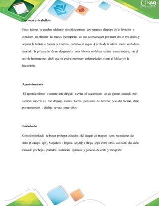 Desmane y desbellote
Estas labores se pueden adelantar simultáneamente dos semanas después de la floración y
consisten en eliminar las manos incompletas las que se reconocen por tener dos o tres dedos y
separar la bellota o bacota del racimo, cortando el raquis 4 cerda de la última mano verdadera,
teniendo la precaución de no desgarrarlo; estas labores se deben realizar manualmente, sin el
uso de herramientas dado que se podría promover enfermedades como el Moko y/o la
bacteriosis
Apuntalamiento
El apuntalamiento o amarre está dirigido a evitar el volcamiento de las plantas causado por
siembra superficial, mal drenaje, vientos fuertes, pendiente del terreno, peso del racimo, daño
por nematodos o deshije severo, entre otros.
Embolsado
Con el embolsado se busca proteger el racimo del ataque de insectos como raspadores del
fruto (Colaspis spp), Mapaitero (Trigona sp), trip (Thrips spp), entre otros, así como del daño
causado por hojas, puntales, sustancias químicas y proceso de corte y transporte.
 