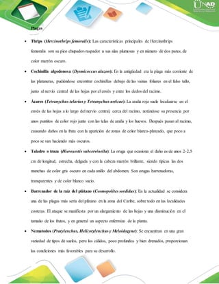 Plagas
 Thrips (Hercinothrips femoralis): Las características principales de Hercinothrips
femoralis son su pico chupador-raspador u sus alas plumosas y en número de dos pares, de
color marrón oscuro.
 Cochinilla algodonosa (Dysmicoccus alazon): En la antigüedad era la plaga más corriente de
las plataneras, pudiéndose encontrar cochinillas debajo de las vainas foliares en el falso tallo,
junto al nervio central de las hojas por el envés y entre los dedos del racimo.
 Ácaros (Tetranychus telarius y Tetranychus urticae): La araña roja suele localizarse en el
envés de las hojas a lo largo del nervio central, cerca del racimo, notándose su presencia por
unos puntitos de color rojo junto con las telas de araña y los huevos. Después pasan al racimo,
causando daños en la fruta con la aparición de zonas de color blanco-plateado, que poco a
poco se van haciendo más oscuros.
 Taladro o traza (Hieroxestis subcervinella): La oruga que ocasiona el daño es de unos 2-2,5
cm de longitud, estrecha, delgada y con la cabeza marrón brillante, siendo típicas las dos
manchas de color gris oscuro en cada anillo del abdomen. Son orugas barrenadoras,
transparentes y de color blanco sucio.
 Barrenador de la raíz del plátano (Cosmopolites sordidus): En la actualidad se considera
una de las plagas más seria del plátano en la zona del Caribe, sobre todo en las localidades
costeras. El ataque se manifiesta por un alargamiento de las hojas y una disminución en el
tamaño de los frutos, y en general un aspecto enfermizo de la planta.
 Nematodos (Pratylenchus, Helicotylenchus y Meloidogyne): Se encuentran en una gran
variedad de tipos de suelos, pero los cálidos, poco profundos y bien drenados, proporcionan
las condiciones más favorables para su desarrollo.
 