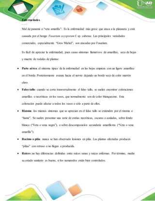 Enfermedades
Mal de panamá o “veta amarilla”: Es la enfermedad más grave que ataca a la platanera y está
causada por el hongo Fusarium oxysporum f. sp. cubense. Las principales variedades
comerciales, especialmente “Gros Michel”, son atacadas por Fusarium.
Es fácil de apreciar la enfermedad, pues causa síntomas llamativos de amarilleo, seca de hojas
y muerte de rodales de plantas:
 Parte aérea: el síntoma típico de la enfermedad en las hojas empieza con un ligero amarilleo
en el borde. Posteriormente avanza hacia el nervio dejando un borde seco de color marrón
claro.
 Falso tallo: cuando se corta transversalmente el falso tallo, se suelen encontrar coloraciones
amarillas o necróticas en los vasos, que normalmente son de color blanquecino. Esta
coloración puede afectar a todos los vasos o sólo a parte de ellos.
 Rizoma: los mismos síntomas que se aprecian en el falso tallo se extienden por el rizoma o
“ñame”. Se suelen presentar una serie de estrías necróticas, oscuras o azuladas, sobre fondo
blanco (“Veta o vena negra”), o sobre descomposición secundaria amarillenta (“Veta o vena
amarilla”).
 Racimo o piña: nunca se han observado lesiones en piña. Las plantas afectadas producen
“piñas” con retraso o no llegan a producirla.
 Raíces: no hay diferencias definidas entre raíces sanas y raíces enfermas. Por término, medio
su estado sanitario es bueno, si los nematodos están bien controlados.
 