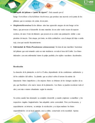  Ahongado del plátano o “punta de cigarro”: Está causado por el
hongo Verticillium o Stachyllidium theobromae, que produce una necrosis en la punta de los
plátanos que se asemeja a la ceniza de un puro.
 Deightoniella torulosa:En los últimos años han aparecido ataques de este hongo en los
frutos, que provocan el desarrollo de unas manchas de un color verde oscuro de aspecto
aceitoso, de unos 4 mm de diámetro que poseen en su centro una puntuación similar a una
picadura de insecto. Este ataque, por tanto, no debe confundirse con el ataque del trips o araña
roja, cosa que sucede frecuentemente.
 Enfermedad de Moko (Pseudomonas solanacearum): Se trata de una marchitez bacteriana
del plátano que está tomando cada vez más incidencia en toda el área del Caribe. Los frutos
infectados con esta enfermedad tienen la pulpa podrida y los tejidos vasculares decolorados.
Recolección
La duración de la plantación es de 6 a 15 años, dependiendo de las condiciones ambientales y
de los cuidados del cultivo. La plantita que se colocó sobre el terreno de asiento da
únicamente frutos imperfectos y los mejores frutos se obtienen de los vástagos nacidos de su
pie, que fructifican a los nueve meses de la plantación. Los frutos se pueden recolectar todo el
año y son más o menos abundantes según la estación.
Se cortan cuando han alcanzado su completo desarrollo y cuando empiezan a amarillear y los
respectivos ángulos longitudinales han adquirido cierta convexidad. Pero con frecuencia, y
especialmente en invierno, se anticipa la recolección y se dejan madurar los frutos
suspendiéndolos en un local cerrado, seco y cálido, conservado en la oscuridad. Apenas
 