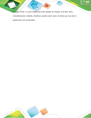 recogido el fruto, se corta la planta por el pie, dejando los vástagos en la base. Éstos,
convenientemente aclarados, fructifican pasados cuatro meses, de modo que en un año se
pueden hacer tres recolecciones.
 