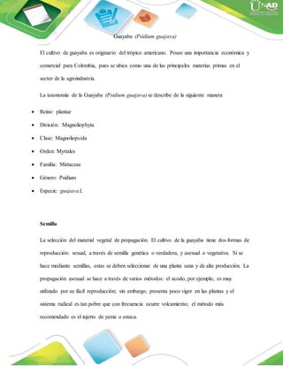 Guayaba (Psidium guajava)
El cultivo de guayaba es originario del trópico americano. Posee una importancia económica y
comercial para Colombia, pues se ubica como una de las principales materias primas en el
sector de la agroindustria.
La taxonomía de la Guayaba (Psidium guajava) se describe de la siguiente manera
 Reino: plantae
 División: Magnoliophyta
 Clase: Magnoliopsida
 Orden: Myrtales
 Familia: Mirtaceae
 Género: Psidium
 Especie: guajava L
Semilla
La selección del material vegetal de propagación. El cultivo de la guayaba tiene dos formas de
reproducción: sexual, a través de semilla genética o verdadera, y asexual o vegetativa. Si se
hace mediante semillas, estas se deben seleccionar de una planta sana y de alta producción. La
propagación asexual se hace a través de varios métodos: el acodo, por ejemplo, es muy
utilizado por su fácil reproducción; sin embargo, presenta poco vigor en las plantas y el
sistema radical es tan pobre que con frecuencia ocurre volcamiento; el método más
recomendado es el injerto de yema o estaca.
 