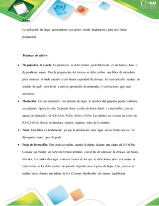 Riego
La aplicación de riego, generalmente por goteo, resulta fundamental para una buena
producción.
Técnicas de cultivo
 Preparación del suelo: La plantación se debe realizar preferiblemente en un terreno llano o
de pendiente suave. Para la preparación del terreno se debe realizar una labor de subsolado
para mantener el suelo aireado y con buena capacidad de drenaje. Es recomendable realizar un
análisis de suelo para llevar a cabo la aportación de enmiendas y correcciones que sean
necesarias.
 Plantación: En una plantación con sistema de riego, la siembra del guayabo puede realizarse
en cualquier época del año. Se puede llevar a cabo de forma lineal o a tresbolillo, con un
marco de plantación de 4,5x1,5m, 4x3m, 4x4m o 5x5m. Las plantas se colocan en hoyos de
0,5x0,5x0,5m donde se introduce materia orgánica antes de la siembra.
 Poda: Esta labor es fundamental ya que la producción tiene lugar en los brotes nuevos. Se
distinguen varios tipos de poda:
 Poda de formación: Esta poda se realiza cuando la planta alcanza una altura de 0,3-0,5m.
Consiste en realizar un corte en el brote terminal, con el fin de estimular la emisión de brotes
laterales, los cuales dan lugar a nuevos brotes de los que se seleccionan unas tres ramas. A
estas ramas se les debe realizar un pinzado dejando unos 6 pares de hojas. Este proceso se
realiza hasta obtener una planta de 8 a 12 ramas distribuidas de manera equilibrada.
 