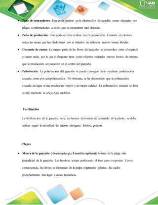  Poda de saneamiento: Esta poda consiste en la eliminación de aquellas ramas afectadas por
plagas o enfermedades o de las que se encuentren mal ubicadas.
 Poda de producción: Esta poda se debe realizar tras la recolección. Consiste en eliminar
todas las ramas que han dado fruto, con el objetivo de estimular nuevos brotes florales.
 Despunte de ramas: La mayor parte de las flores del guayabo se desarrollan entre el segundo
y cuarto nudo, por lo que el despunte tiene como objetivo estimular nuevos brotes, de manera
que la producción se concentre en el centro del guayabo.
 Polinización: La polinización del guayabo se puede conseguir tanto mediante polinización
cruzada como por autopolinización. No obstante, se ha demostrado que la polinización
cruzada da lugar a una producción mayor y de mejor calidad. La polinización cruzada se lleva
a cabo mediante la abeja Apis mellifera.
Fertilización
La fertilización de la guayaba varía en función del estado de desarrollo de la planta, se debe
aplicas según la necesidad del mismo nitrógeno, fosforo, potasio.
Plagas
 Mosca de la guayaba (Anastrepha sp.; Ceratitis capitata): Se trata de la plaga más
perjudicial de la guayaba. Las hembras actúan perforando el fruto para ovopositar. Como
consecuencia, las larvas se alimentan de la pulpa originando galerías, las cuales
posteriormente dan lugar a zonas necróticas.
 