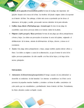  Picudo de la guayaba (Conotrachelus psidii): Se trata de la plaga más importante del
guayabo después de la mosca de la fruta. Las hembras del picudo originan daños al ovopositar
en el interior del fruto. Sin embargo, el daño más severo es producido por las larvas al
alimentarse de la pulpa y semilla, provocando necrosis alrededor de la parte afectada.
 Gallina ciega, chicote (Phyllophaga spp.; Anomala spp): Se trata de una plaga de
escarábidos cuyas larvas provocan daños en el sistema radical de la planta.
 Pulgones (Aphis gossypii y Myzus persicae): Se trata de una plaga que afecta principalmente
a brotes y hojas. Los daños son provocados al succionar la savia de la planta, originando el
debilitamiento de la misma, además de deformaciones de hojas, clorosis y retraso en el
crecimiento.
 Ácaros: Esta plaga afecta principalmente a hojas, aunque también pueden afectar a flores y
frutos. Los daños se originan a causa de su alimentación, ya que al extraer la savia de los
tejidos provocan punteaduras de color amarillo en el haz de las hojas y a lo largo de los
nervios principales.
Enfermedades
 Antracnosis (Colletotrichum gloeosporioides): El hongo causante de esta enfermedad se
desarrolla en condiciones de alta humedad. Los síntomas se manifiestan en el fruto con la
presencia de pequeñas manchas hundidas y circulares en forma de anillos concéntricos de
color pardo, que van extendiéndose y profundizando hasta el interior del fruto. Normalmente,
los frutos afectados exudan un líquido rosado.
 