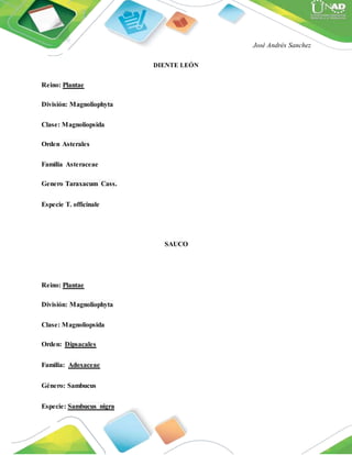 José Andrés Sanchez
DIENTE LEÓN
Reino: Plantae
División: Magnoliophyta
Clase: Magnoliopsida
Orden Asterales
Familia Asteraceae
Genero Taraxacum Cass.
Especie T. officinale
SAUCO
Reino: Plantae
División: Magnoliophyta
Clase: Magnoliopsida
Orden: Dipsacales
Familia: Adoxaceae
Género: Sambucus
Especie: Sambucus nigra
 