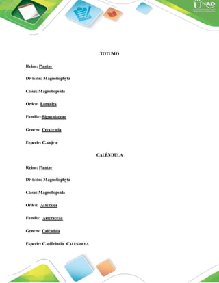 TOTUMO
Reino: Plantae
División: Magnoliophyta
Clase: Magnoliopsida
Orden: Lamiales
Familia::Bignoniaceae
Genero: Crescentia
Especie: C. cujete
CALÉNDULA
Reino: Plantae
División: Magnoliophyta
Clase: Magnoliopsida
Orden: Asterales
Familia: Asteraceae
Genero: Caléndula
Especie: C. officinalis CALEN-DULA
 