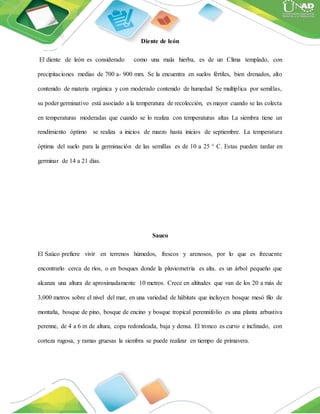 Diente de león
El diente de león es considerado como una mala hierba, es de un Clima templado, con
precipitaciones medias de 700 a- 900 mm. Se la encuentra en suelos fértiles, bien drenados, alto
contenido de materia orgánica y con moderado contenido de humedad Se multiplica por semillas,
su poder germinativo está asociado a la temperatura de recolección, es mayor cuando se las colecta
en temperaturas moderadas que cuando se lo realiza con temperaturas altas La siembra tiene un
rendimiento óptimo se realiza a inicios de marzo hasta inicios de septiembre. La temperatura
óptima del suelo para la germinación de las semillas es de 10 a 25 ° C. Estas pueden tardar en
germinar de 14 a 21 días.
Sauco
El Saúco prefiere vivir en terrenos húmedos, frescos y arenosos, por lo que es frecuente
encontrarlo cerca de ríos, o en bosques donde la pluviometría es alta. es un árbol pequeño que
alcanza una altura de aproximadamente 10 metros. Crece en altitudes que van de los 20 a más de
3,000 metros sobre el nivel del mar, en una variedad de hábitats que incluyen bosque mesó filo de
montaña, bosque de pino, bosque de encino y bosque tropical perennifolio es una planta arbustiva
perenne, de 4 a 6 m de altura, copa redondeada, baja y densa. El tronco es curvo e inclinado, con
corteza rugosa, y ramas gruesas la siembra se puede realizar en tiempo de primavera.
 
