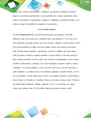 3. escoger cinco especies representativas y endémicas, que puedan ser utilizadas para hacer
negocios con productos agroforestales o en una planificación y manejo agroforestal, deben
realizar la descripción en requerimientos climáticos, edafológicos, densidad de siembra, etc. y
colocar un mapa de la distribución geográfica de cada especie.
Cedro (Cedrela odorate)
El cedro Cedrella odorata L. es un árbol forestal perenne que pertenece a la Familia
Meliaceae, junto con la caoba, nim y el paraíso; tiene como sinonimia C. mexicana. Es un
árbol caducifolio que puede alcanzar hasta 30 m de altura y diámetros del tronco hasta 1.50 m.
Es de copa redondeada, de follaje ralo que se defolia a finales de la estación seca (marzo-
abril). Presenta raíces extendidas y superficiales; el tronco es cilíndrico de corteza gruesa,
color gris-marrón, fisurada con grietas profundas, la corteza interior es de color rosada por
fuera y blanca por dentro, con olor y sabor a ajo. Las hojas son paripinnadas, con 6-12 pares
de folíolos de lanceolados a oblongos, de 5-10 cm de longitud, opuestos o alternos, enteros,
acuminados, con la base asimétrica; el haz es de color verde oscuro y el envés más claro o
verde amarillento. Las inflorescencias son terminales, agrupadas en racimos florales, de 15 a
30 cm de longitud, con fina pubescencia; las flores son pequeñas, tubulosas, de color blanco a
crema verdoso, con 5 pétalos y 5 estambres. Florece en los meses de mayo a junio. El fruto es
una cápsula leñosa dehiscente, oblonga o elipsoide, de 2.5 a 5 cm de largo, con 5 gajos
(valvas) que contienen entre 25 a 40 semillas aladas que maduran de marzo a abril
 