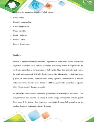 La descripción taxonómica del cedro (Cedrela odorate)
 Reino: plantae
 División: Magnoliophyta
 Clase: Magnoliopsida
 Orden: Sapindales
 Familia: Meliaceae
 Género: Cedrela
 Especie: C. odorate L.
Semillero
El cedro se reproduce fácilmente por semilla, la germinación ocurre de 6 a 10 días, la formación
de plántula se completa de 15 a 18 días si la semilla está fresca y madura fisiológicamente. La
recolección de semillas se efectúa en marzo y abril, cuando el fruto tiene coloración café oscura.
La semilla debe de provenir de árboles fenotípicamente bien seleccionados; es decir, fuste recto
y grueso, sin ramificaciones, sin bifurcaciones, sanos y vigorosos. La extracción de las semillas
se hace exponiendo los frutos al sol durante 24 a 35 horas, ya separadas las semillas se exponen
al sol 4 horas durante 3 días para su secado.
La germinación debe realizarse en charolas germinadoras o en almácigo de tierra estéril. Para
una germinación más uniforme, se sumerge la semilla en agua a temperatura ambiente por 24
horas antes de la siembra. Bajo condiciones ambientales la capacidad germinativa de las
semillas disminuye rápidamente después de un mes
 