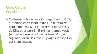 Ciclo Celular
Consiste
 Conforme a la convención sugerida en 1953,
el tiempo correspondiente a la mitosis se
denomina fase M, y el intervalo de síntesis
de DNA es la fase S. El primer tiempo vacío
(entre las fases M y S) es la fase G1, y el
segundo, entre las fases S y M) es la fase G2,
del ciclo celular.
 