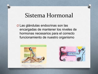 Sistema Hormonal
O Las glándulas endocrinas son las
encargadas de mantener los niveles de
hormonas necesarios para el correcto
funcionamiento de nuestro organismo
 