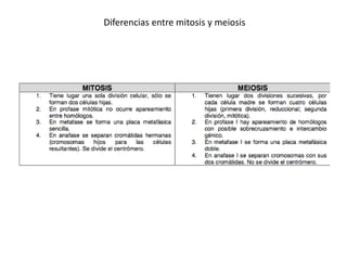 Diferencias entre mitosis y meiosis
 