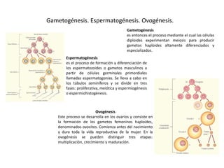 Gametogénesis. Espermatogénesis. Ovogénesis.
Gametogénesis
es entonces el proceso mediante el cual las células
diploides experimentan meiosis para producir
gametos haploides altamente diferenciados y
especializados.
Espermatogénesis
es el proceso de formación y diferenciación de
los espermatozoides o gametos masculinos a
partir de células germinales primordiales
llamadas espermatogonias. Se lleva a cabo en
los túbulos seminíferos y se divide en tres
fases: proliferativa, meiótica y espermiogénesis
o espermiohistogénesis.
Ovogénesis
Este proceso se desarrolla en los ovarios y consiste en
la formación de los gametos femeninos haploides,
denominados ovocitos. Comienza antes del nacimiento
y dura toda la vida reproductiva de la mujer. En la
ovogénesis se pueden distinguir tres etapas:
multiplicación, crecimiento y maduración.
 