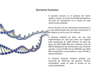 Genoma humano
El genoma humano es el genoma del Homo
sapiens, es decir, la secuencia de ADN contenida en
23 pares de cromosomas en el núcleo de cada
célula humana diploide.
De los 23 pares, 22 son cromosomas autosómicos y
un par determinante del sexo (dos cromosomas X
en mujeres y uno X y uno Y en varones).
El genoma haploide (es decir, con una sola
representación de cada par) tiene una longitud
total aproximada de 3200 millones de pares de
bases de ADN (3200 Mb) que contienen unos 20
000-25 000 genes1 (las estimaciones más recientes
apuntan a unos 20 500). De las 3200 Mb unas 2950
Mb corresponden a eucromatina y unas 250 Mb a
heterocromatina.
El Proyecto Genoma Humano produjo una
secuencia de referencia del genoma humano
eucromático, usado en todo el mundo en las
ciencias biomédicas.
 