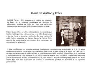 Teoría de Watson y Crack
En 1953, Watson y Crick propusieron el modelo que establece
las bases de la molécula responsable de contener la
información genética de todo ser vivo, una estructura
tridimensional denominada ácido desoxirribonucleico (ADN).
El ADN está formado por unidades químicas (nucleótidos) coloquialmente denominadas A, T, G y C; estos
nucleótidos se alinean y se acoplan con otra cadena para formar la doble hélice (A se acopla con T y G con C).
La importancia del orden de los nucleótidos es tal que determina a las proteínas, responsables de la estructura
y funcionamiento de cada célula de un ser vivo. Cuando se separan, cada una de las cadenas sirve de molde
para la construcción de otra complementaria; así, una molécula de ADN dividida puede generar dos de su
mismo tipo. Con esta duplicación de cadenas, la información genética ese transmite a las siguientes
generaciones.
Si bien los científicos ya habían establecido de tiempo atrás que
la información genética está contenida en el ADN, desconocían
a ciencia cierta su estructura molecular. De esta manera, la
doble hélice propuesta por James Watson y Francis Crick,
permitió dar respuesta a las interrogantes de la estructura y los
mecanismos de la herencia.
 