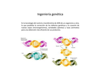 Ingeniería genética
Es la tecnología del control y transferencia de ADN de un organismo a otro,
lo que posibilita la corrección de los defectos genéticos y la creación de
nuevas cepas (microorganismos), variedades (plantas) y razas (animales)
para una obtención más eficiente de sus productos.
 