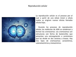 Reproducción celular
La reproducción celular es el proceso por el
cual a partir de una célula inicial o célula
madre se originan nuevas células llamadas
células hijas.
Durante los procesos de reproducción
celular, las moléculas de ADN se condensan y
forman los cromosomas. Los cromosomas son
estructuras con forma de bastoncillos que
presentan una estrangulación o centrómero
que los divide en dos sectores o brazos. Hay
tres tipos de cromosomas: acrocéntrico,
submetacéntrico y metacéntrico.
 