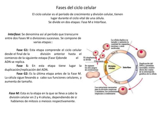 Fases del ciclo celular
Interfase: Se denomina así al período que transcurre
entre dos Fases M o divisiones sucesivas. Se compone de
varias etapas::
Fase G1: Esta etapa comprende el ciclo celular
desde el final de la división anterior hasta el
comienzo de la siguiente estapa (Fase S)donde el
ADN se replica.
Fase S: En esta etapa tiene lugar la
duplicación/replicación del ADN.
Fase G2: Es la última etapa antes de la Fase M.
La célula sigue llevando a cabo sus funciones celulares, y
aumenta de tamaño.
Fase M: Esta es la etapa en la que se lleva a cabo la
división celular en 2 y 4 células, dependiendo de si
hablamos de mitosis o meiosis respectivamente.
El ciclo celular es el período de crecimiento y división celular, tienen
lugar durante el ciclo vital de una célula.
Se divide en dos etapas: Fase M e Interfase.
 
