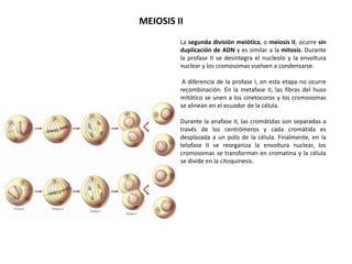 MEIOSIS II
La segunda división meiótica, o meiosis II, ocurre sin
duplicación de ADN y es similar a la mitosis. Durante
la profase II se desintegra el nucleolo y la envoltura
nuclear y los cromosomas vuelven a condensarse.
A diferencia de la profase I, en esta etapa no ocurre
recombinación. En la metafase II, las fibras del huso
mitótico se unen a los cinetocoros y los cromosomas
se alinean en el ecuador de la célula.
Durante la anafase II, las cromátidas son separadas a
través de los centrómeros y cada cromátida es
desplazada a un polo de la célula. Finalmente, en la
telofase II se reorganiza la envoltura nuclear, los
cromosomas se transforman en cromatina y la célula
se divide en la citoquinesis.
 