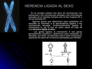 HERENCIA LIGADA AL SEXO
En el cariotipo existen dos tipos de cromosomas: los
autosomas y los cromosomas sexuales y los cromosomas
sexuales en el cariotipo humano son en las mujeres XX y
en los hombres XY.
Algunos genes que determinan para caracteres no
sexuales se trasmiten a la descendencia ligados a los
cromosomas sexuales, fundamentalmente ligados al
cromosoma X, por lo que en estos casos se trata de
una herencia ligada al sexo.
Los genes ligados al cromosoma X son genes
generalmente recesivos y determinan para caracteres no
sexuales, por tanto, se trasmiten junto a este cromosoma,
siguiendo las leyes de la herencia planteadas por Mendel.

 