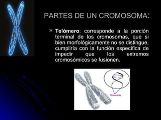 PARTES DE UN CROMOSOMA:


Telómero: corresponde a la porción
terminal de los cromosomas, que si
bien morfológicamente no se distingue,
cumpliría con la función específica de
impedir
que
los
extremos
cromosómicos se fusionen.

 