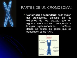 PARTES DE UN CROMOSOMA:


Constricción secundaria: es la región
del cromosoma, ubicada en los
extremos de los brazos, que en
algunos cromosomas corresponde a
la región organizadora del 
nucleolo,
donde se sitúan los genes que se
transcriben como ARN.

 