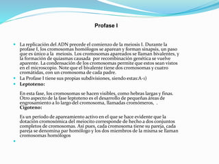 Profase I
 La replicación del ADN precede el comienzo de la meiosis I. Durante la
profase I, los cromosomas homólogos se aparean y forman sinapsis, un paso
que es único a la meiosis. Los cromosomas apareados se llaman bivalentes, y
la formación de quiasmas causada por recombinación genética se vuelve
aparente. La condensación de los cromosomas permite que estos sean vistos
en el microscopio. Note que el bivalente tiene dos cromosomas y cuatro
cromátidas, con un cromosoma de cada padre.
 La Profase I tiene sus propias subdivisiones, siendo estas:A-1)
 Leptoteno:
En esta fase, los cromosomas se hacen visibles, como hebras largas y finas.
Otro aspecto de la fase leptoteno es el desarrollo de pequeñas áreas de
engrosamiento a lo largo del cromosoma, llamadas cromómeros, .
Cigoteno:
Es un período de apareamiento activo en el que se hace evidente que la
dotación cromosómica del meiocito corresponde de hecho a dos conjuntos
completos de cromosomas. Así pues, cada cromosoma tiene su pareja, cada
pareja se denomina par homólogo y los dos miembros de la misma se llaman
cromosomas homólogos

 