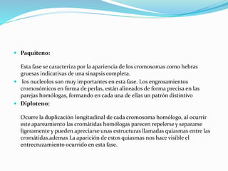  Paquiteno:
Esta fase se caracteriza por la apariencia de los cromosomas como hebras
gruesas indicativas de una sinapsis completa.
 los nucleolos son muy importantes en esta fase. Los engrosamientos
cromosómicos en forma de perlas, están alineados de forma precisa en las
parejas homólogas, formando en cada una de ellas un patrón distintivo
 Diploteno:
Ocurre la duplicación longitudinal de cada cromosoma homólogo, al ocurrir
este apareamiento las cromátidas homólogas parecen repelerse y separarse
ligeramente y pueden apreciarse unas estructuras llamadas quiasmas entre las
cromátidas.ademas La aparición de estos quiasmas nos hace visible el
entrecruzamiento ocurrido en esta fase.
 