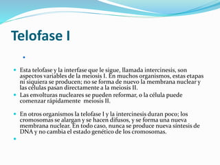 Telofase I

 Esta telofase y la interfase que le sigue, llamada intercinesis, son
aspectos variables de la meiosis I. En muchos organismos, estas etapas
ni siquiera se producen; no se forma de nuevo la membrana nuclear y
las células pasan directamente a la meiosis II.
 Las envolturas nucleares se pueden reformar, o la célula puede
comenzar rápidamente meiosis II.
 En otros organismos la telofase I y la intercinesis duran poco; los
cromosomas se alargan y se hacen difusos, y se forma una nueva
membrana nuclear. En todo caso, nunca se produce nueva síntesis de
DNA y no cambia el estado genético de los cromosomas.

 