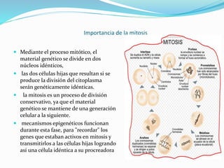 Importancia de la mitosis
 Mediante el proceso mitótico, el
material genético se divide en dos
núcleos idénticos,
 las dos células hijas que resultan si se
produce la división del citoplasma
serán genéticamente idénticas.
 la mitosis es un proceso de división
conservativo, ya que el material
genético se mantiene de una generación
celular a la siguiente.
 mecanismos epigenéticos funcionan
durante esta fase, para "recordar" los
genes que estaban activos en mitosis y
transmitirlos a las células hijas logrando
así una célula idéntica a su procreadora
k
 