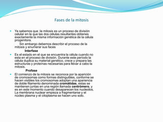 Fases de la mitosis
 Ya sabemos que :la mitosis es un proceso de división
celular en la que las dos células resultantes obtienes
exactamente la misma información genética de la célula
progenitora.
Sin embargo debemos describir el proceso de la
mitosis y enumerar sus faces
Interfase
 Es el estado en el que se encuentra la célula cuando no
esta en el proceso de división. Durante este período la
célula duplica su material genético, crece y prepara las
estructuras y proteínas necesarias para llevar a cabo la
mitosis.
Profase
 El comienzo de la mitosis se reconoce por la aparición
de cromosomas como formas distinguibles, conforme se
hacen visibles los cromosomas adoptan una apariencia
de doble filamento denominada cromátidas, estas se
mantienen juntas en una región llamada centrómero, y
es en este momento cuando desaparecen los nucleolos.
La membrana nuclear empieza a fragmentarse y el
núcleo plasma y el citoplasma se hacen uno solo.
 