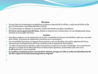 Metafase
 En esta fase los cromosomas se desplazan al plano ecuatorial de la célula, y cada uno de ellos se fija
por el centrómero a las fibras del huso nuclear.
 Los cromosomas se alinean en un punto medio formando una placa metafásica.
 Se inicia con la aparición del huso, dónde se insertan los cromosomas y se van desplazando hasta
situarse en el ecuador del huso.
Anafase
 Esta fase comienza con la separación de las dos cromátidas hermanas moviéndose cada una a un polo
de la célula. El proceso de separación comienza en el centrómero
 Las cromátidas hermanas se separan bruscamente y son conducidas a los polos opuestos del huso,
mientras que el alargamiento del huso aumenta más la separación de los polos.
 En ella el centrómero se divide y cada cromosoma se separa en sus dos cromátidas. Los centrómeros
emigran a lo largo de las fibras del huso en direcciones opuestas, arrastrando cada uno en su
desplazamiento a una cromátida.
 La anafase constituye la fase crucial de la mitosis, porque en ella se realiza la distribución de
las dos copias de la información genética original.


 