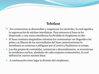 Telofase
 los cromosomas se desenrollan y reaparecen los nucleolos, lo cual significa
la regeneración de núcleos interfásicos. Para entonces el huso se ha
dispersado, y una nueva membrana ha dividido el citoplasma en dos.
 El huso continúa alargándose mientras los cromosomas van llegando a los
polos y se liberan de los microtúbulos del huso; posteriormente la
membrana se comienza a adelgazar por el centro y finalmente se rompe.
 Los dos grupos de cromátidas, comienzan a descondensarse, se reconstruye
la membrana nuclear, alrededor de cada conjunto cromosómico, lo cual
definirá los nuevos núcleos hijos.
 A continuación tiene lugar la división del citoplasma.
 