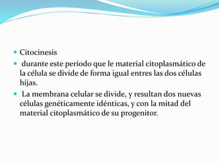  Citocinesis
 durante este período que le material citoplasmático de
la célula se divide de forma igual entres las dos células
hijas.
 La membrana celular se divide, y resultan dos nuevas
células genéticamente idénticas, y con la mitad del
material citoplasmático de su progenitor.
 