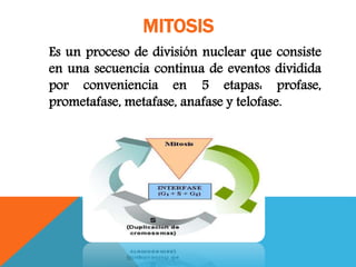 MITOSIS
Es un proceso de división nuclear que consiste
en una secuencia continua de eventos dividida
por conveniencia en 5 etapas: profase,
prometafase, metafase, anafase y telofase.
 