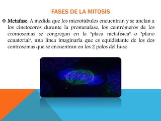 FASES DE LA MITOSIS
 Metafase: A medida que los microtúbulos encuentran y se anclan a
los cinetocoros durante la prometafase, los centrómeros de los
cromosomas se congregan en la "placa metafísica" o "plano
ecuatorial", una línea imaginaria que es equidistante de los dos
centrosomas que se encuentran en los 2 polos del huso
 