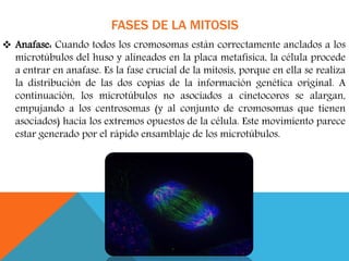 FASES DE LA MITOSIS
 Anafase: Cuando todos los cromosomas están correctamente anclados a los
microtúbulos del huso y alineados en la placa metafísica, la célula procede
a entrar en anafase. Es la fase crucial de la mitosis, porque en ella se realiza
la distribución de las dos copias de la información genética original. A
continuación, los microtúbulos no asociados a cinetocoros se alargan,
empujando a los centrosomas (y al conjunto de cromosomas que tienen
asociados) hacia los extremos opuestos de la célula. Este movimiento parece
estar generado por el rápido ensamblaje de los microtúbulos.
 