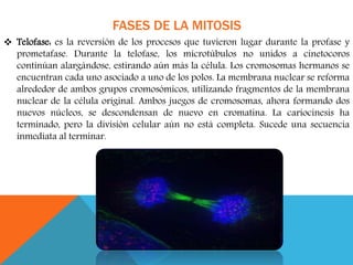 FASES DE LA MITOSIS
 Telofase: es la reversión de los procesos que tuvieron lugar durante la profase y
prometafase. Durante la telofase, los microtúbulos no unidos a cinetocoros
continúan alargándose, estirando aún más la célula. Los cromosomas hermanos se
encuentran cada uno asociado a uno de los polos. La membrana nuclear se reforma
alrededor de ambos grupos cromosómicos, utilizando fragmentos de la membrana
nuclear de la célula original. Ambos juegos de cromosomas, ahora formando dos
nuevos núcleos, se descondensan de nuevo en cromatina. La cariocinesis ha
terminado, pero la división celular aún no está completa. Sucede una secuencia
inmediata al terminar.
 