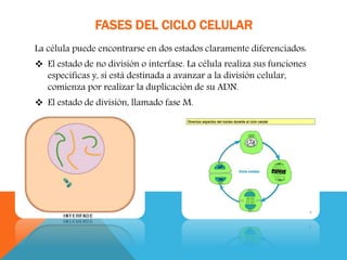 FASES DEL CICLO CELULAR
La célula puede encontrarse en dos estados claramente diferenciados:
 El estado de no división o interfase. La célula realiza sus funciones
específicas y, si está destinada a avanzar a la división celular,
comienza por realizar la duplicación de su ADN.
 El estado de división, llamado fase M.
 