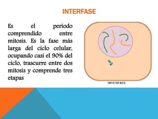 Es el período
comprendido entre
mitosis. Es la fase más
larga del ciclo celular,
ocupando casi el 90% del
ciclo, trascurre entre dos
mitosis y comprende tres
etapas
INTERFASE
 