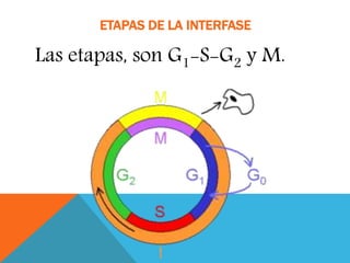 ETAPAS DE LA INTERFASE
Las etapas, son G1-S-G2 y M.
 