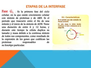 Fase G1 : Es la primera fase del ciclo
celular, en la que existe crecimiento celular
con síntesis de proteínas y de ARN. Es el
período que trascurre entre el fin de una
mitosis y el inicio de la síntesis de ADN. Tiene
una duración de entre 6 y 12 horas, y
durante este tiempo la célula duplica su
tamaño y masa debido a la continua síntesis
de todos sus componentes, como resultado de
la expresión de los genes que codifican las
proteínas responsables de
su fenotipo particular.
ETAPAS DE LA INTERFASE
 
