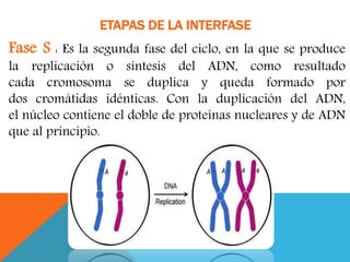 Fase S : Es la segunda fase del ciclo, en la que se produce
la replicación o síntesis del ADN, como resultado
cada cromosoma se duplica y queda formado por
dos cromátidas idénticas. Con la duplicación del ADN,
el núcleo contiene el doble de proteínas nucleares y de ADN
que al principio.
ETAPAS DE LA INTERFASE
 