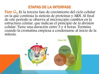 Fase G2 :Es la tercera fase de crecimiento del ciclo celular
en la que continúa la síntesis de proteínas y ARN. Al final
de este período se observa al microscopio cambios en la
estructura celular, que indican el principio de la división
celular. Tiene una duración entre 3 y 4 horas. Termina
cuando la cromatina empieza a condensarse al inicio de la
mitosis.
ETAPAS DE LA INTERFASE
 