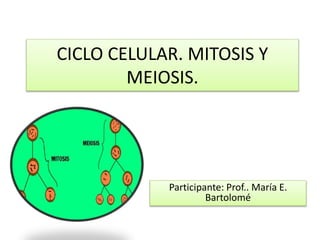 CICLO CELULAR. MITOSIS Y
MEIOSIS.
Participante: Prof.. María E.
Bartolomé
 