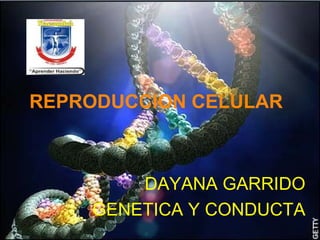 REPRODUCCION CELULAR
DAYANA GARRIDO
GENETICA Y CONDUCTA
 