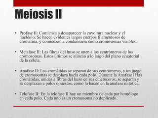 Meiosis II
• Profase II: Comienza a desaparecer la envoltura nuclear y el
nucléolo. Se hacen evidentes largos cuerpos filamentosos de
cromatina, y comienzan a condensarse como cromosomas visibles.
• Metafase II: Las fibras del huso se unen a los centrómeros de los
cromosomas. Estos últimos se alinean a lo largo del plano ecuatorial
de la célula.
• Anafase II: Las cromátidas se separan de sus centrómeros, y un juego
de cromosomas se desplaza hacia cada polo. Durante la Anafase II las
cromátidas, unidas a fibras del huso en sus cinetocoros, se separan y
se desplazan a polos opuestos, como lo hacen en la anafase mitótica.
• Telofase II: En la telofase II hay un miembro de cada par homólogo
en cada polo. Cada uno es un cromosoma no duplicado.
 