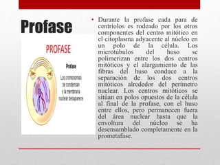Profase
• Durante la profase cada para de
centríolos es rodeado por los otros
componentes del centro mitótico en
el citoplasma adyacente al núcleo en
un polo de la célula. Los
microtúbulos del huso se
polimerizan entre los dos centros
mitóticos y el alargamiento de las
fibras del huso conduce a la
separación de los dos centros
mitóticos alrededor del perímetro
nuclear. Los centros mitóticos se
sitúan en polos opuestos de la célula
al final de la profase, con el huso
entre ellos, pero permanecen fuera
del área nuclear hasta que la
envoltura del núcleo se ha
desensamblado completamente en la
prometafase.
 